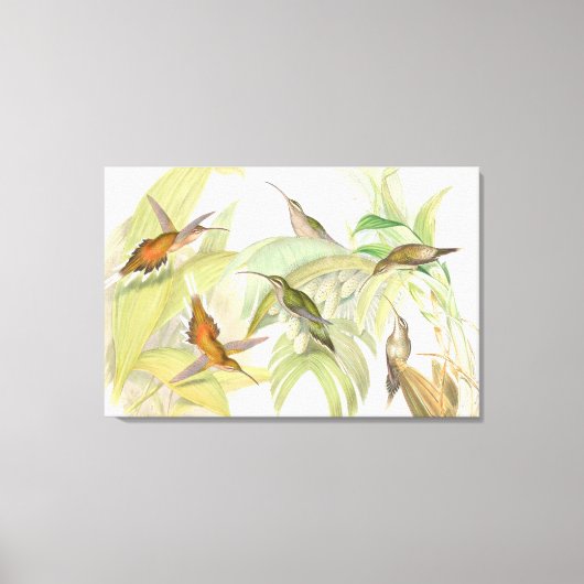 Goulds Hummingbirds Wrapped Canvas Print Leinwanddruck (Vorderseite)