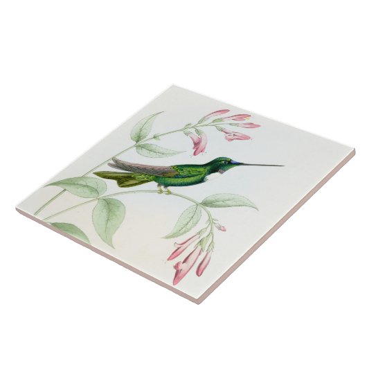 Goulds Kolibri-Fliese Fliese (Seite)