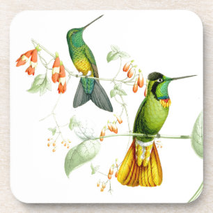 Goulds Kolibris Untersetzer