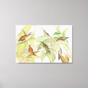 Goulds Kolibris Wrapped Canvas Print Leinwanddruck