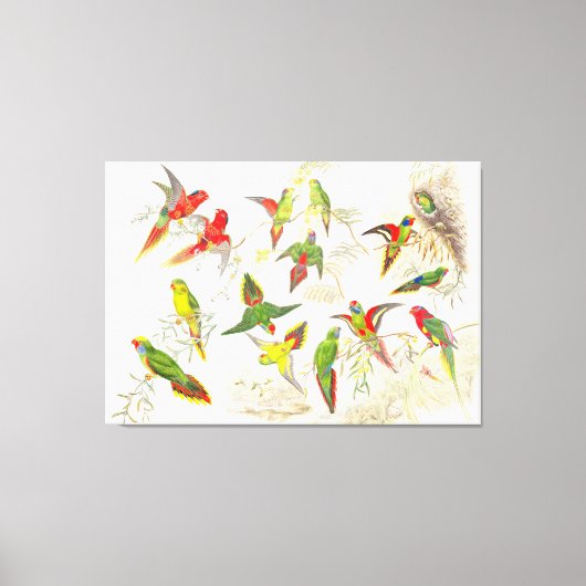 Goulds Lorikeet Papagei Birds Wrapped Canvas Print Leinwanddruck (Vorderseite)