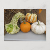 Gourd-Sortiment Postkarte (Vorderseite)