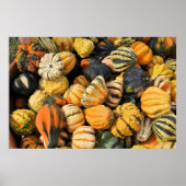 Gourds Galore! -Poster Poster (Vorne)