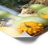 Gourds Maisstalks Stand Herbst 8x10 Fotodruck (Ecke)