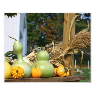 Gourds Maisstalks Stand Herbst 8x10 Fotodruck