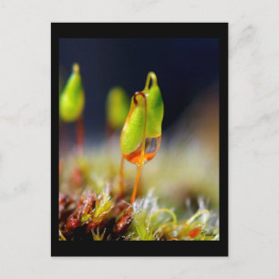 Gouttes d'eau" postkarte