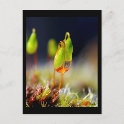 Gouttes d'eau" postkarte (Vorderseite)