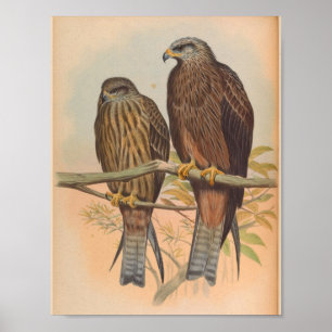 Govinda Kite Brown Bird Vintage Kunst Poster
