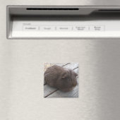 GP-Magnet Magnet (In Situ (Geschirrspüler))