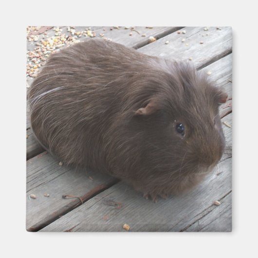 GP-Magnet Magnet (Vorne)