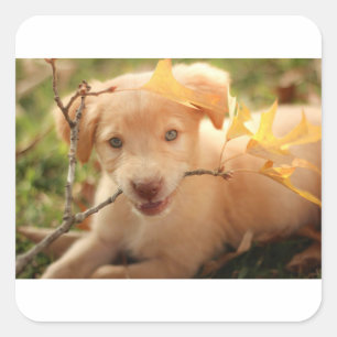 gr pup mit Zweig Quadratischer Aufkleber