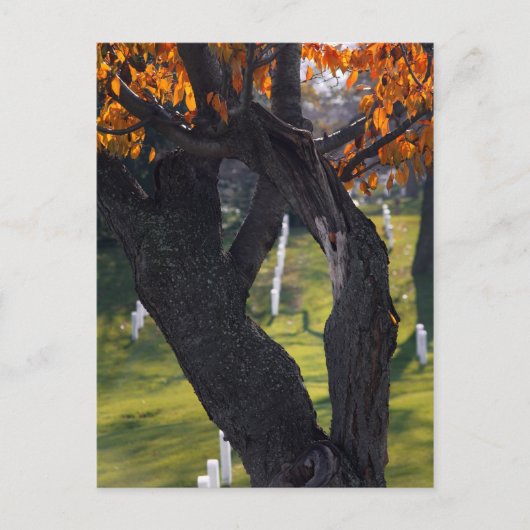 Gräber durch die Bäume Postkarte (Vorderseite)