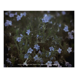 Grace für Bienen Fotodruck
