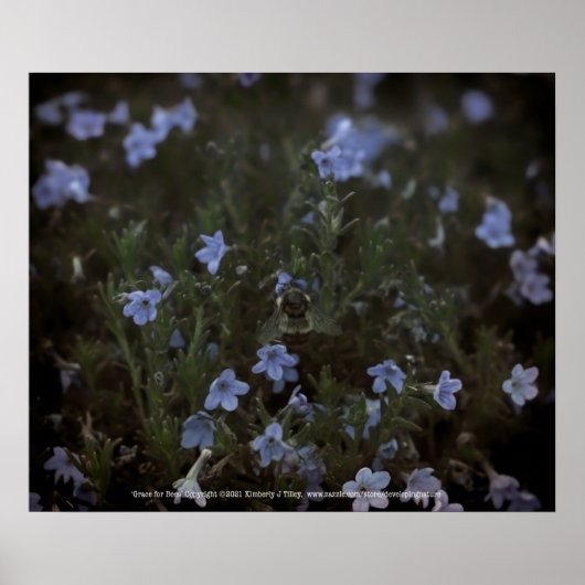 Grace für Bienen Poster (Vorne)