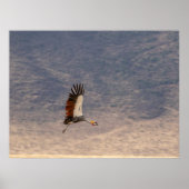 Grace in Flight - Gray Crowned Crane Poster (Vorne)