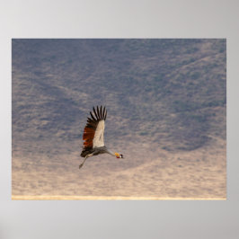 Grace in Flight - Gray Crowned Crane Poster
