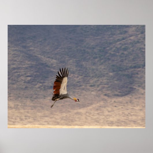 Grace in Flight - Gray Crowned Crane Poster (Vorne)