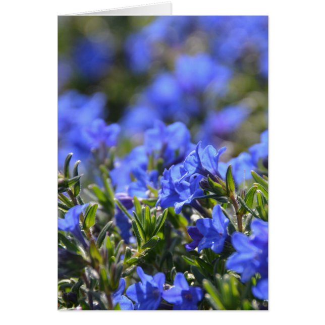 Grace Ward Blume (Vorne)