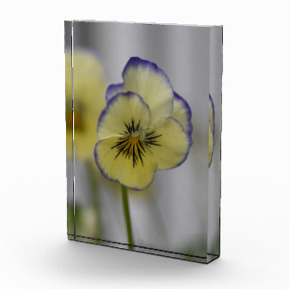 Grace Whispery: Gelb und Violett Pansy Bloom Fotoblock