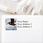 Graceful Brown Pelican (Insitu)