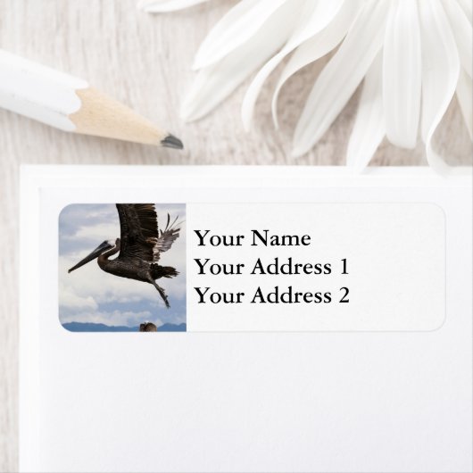 Graceful Brown Pelican (Insitu)