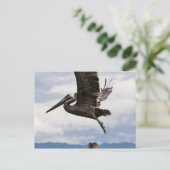 Graceful Brown Pelican Postkarte (Stehend Vorderseite)