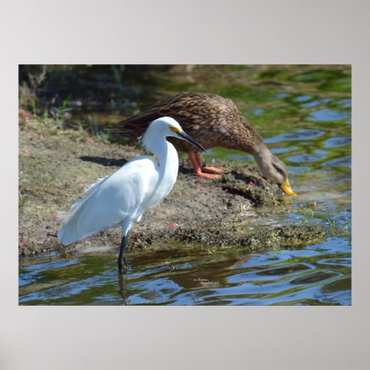 Graceful Egret bird and Enck Poster (Vorne)