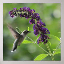 Graceful Flight: Hummingbird explodiert