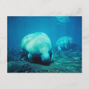 Graceful Florida Manatees Post Card Postkarte