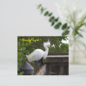 Graceful fluffy Egret Bird Postcard Postkarte (Stehend Vorderseite)