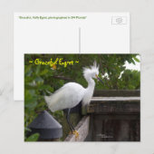 Graceful fluffy Egret Bird Postcard Postkarte (Vorne/Hinten)