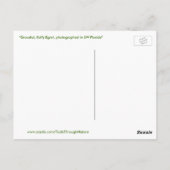 Graceful fluffy Egret Bird Postcard Postkarte (Rückseite)