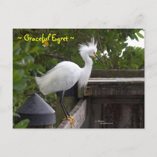 Graceful fluffy Egret Bird Postcard Postkarte (Vorderseite)