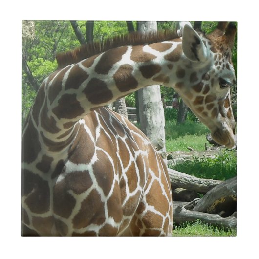 Graceful Giraffe Fliese (Vorderseite)