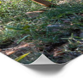 Graceful Nyala Antelope in Africa Poster (Ecke)