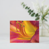 Graceful Red Taglilie Postcard Postkarte (Stehend Vorderseite)