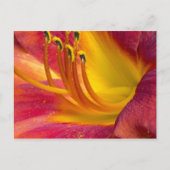 Graceful Red Taglilie Postcard Postkarte (Vorderseite)