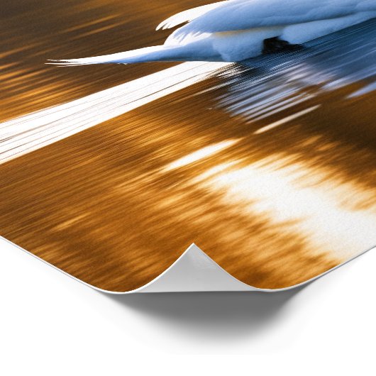 Graceful Swan am See Poster (Ecke)