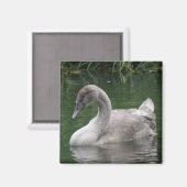 Graceful Swan on Water Magnet (Vorderseite/Rückseite)