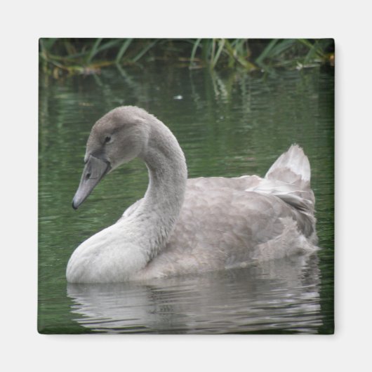 Graceful Swan on Water Magnet (Vorne)
