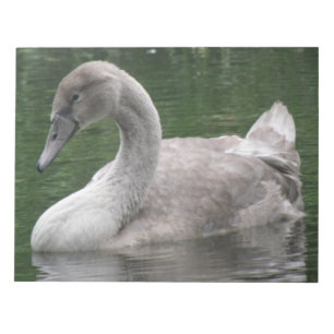 Graceful Swan on Water Notepad Notizblock