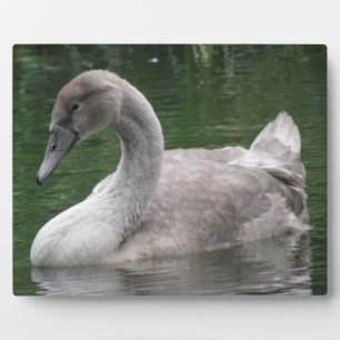 Graceful Swan on Water Plaque Fotoplatte