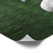 Graceful Swan on Water Poster (Ecke)