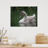 Graceful Swan on Water Poster (Küche)