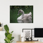 Graceful Swan on Water Poster (Heimbüro)