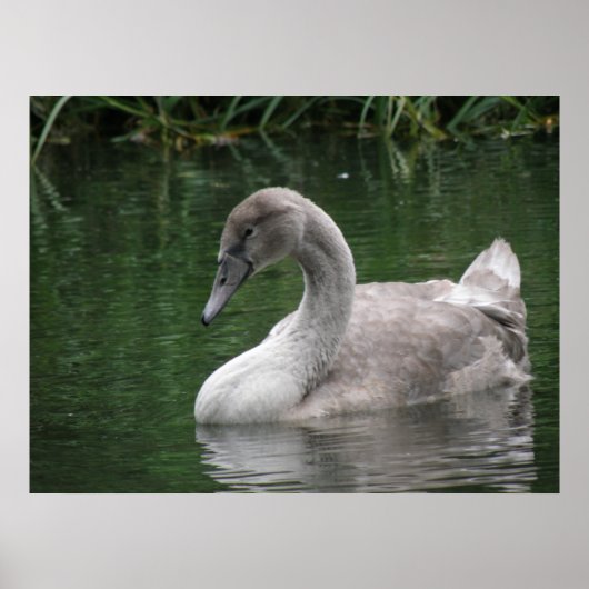 Graceful Swan on Water Poster (Vorne)