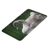 Graceful Swan on Water Premium Magnet (Linke Seite)