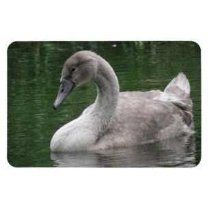 Graceful Swan on Water Premium Magnet