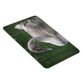 Graceful Swan on Water Premium Magnet (Rechte Seite)
