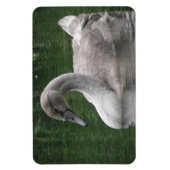 Graceful Swan on Water Premium Magnet (Vertikal)